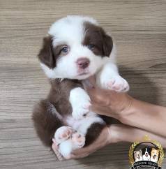 Filhote De Border Collie