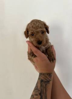 Poodle Machos