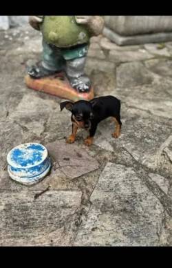 Pinscher Miniatura