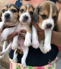 Beagle, Esperando Sua Alegre Famlia.