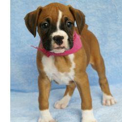 Cachorros Boxer para adoo