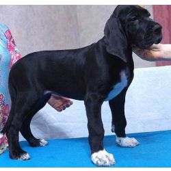 Cachorros Dogue Alemo disponveis agora
