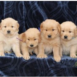 Cachorros Golden Retriever disponveis agora