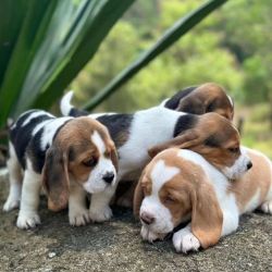 Cachorros Beagle disponveis agora