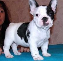 Cachorros Bulldog Francs