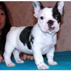Cachorros Bulldog Francs