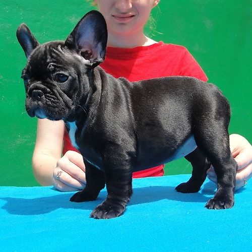 Cachorros Bulldog Francs