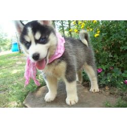 Cachorros Husky Siberiano com olhos azuis