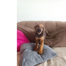 Filhote de Pastor Belga Malinois x Doberman