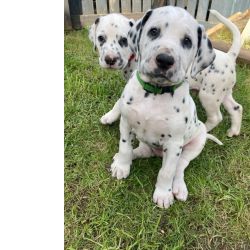 Cachorros dlmata