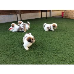 Cachorros Shih Tzu disponveis