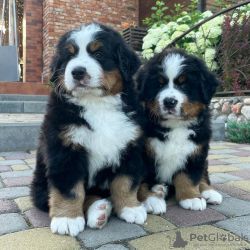 Cachorros de Co de Montanha de Berna agora disponveis