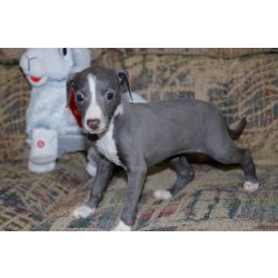 Cachorros galgo italiano agora disponveis