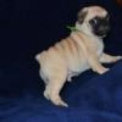 Cachorros Pug