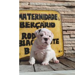 Lindos Filhotes de Bulldog Ingls