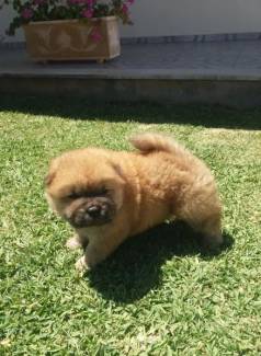 Chow Chow Filhote: Fofura E Grandeza Em Um S Corpo
