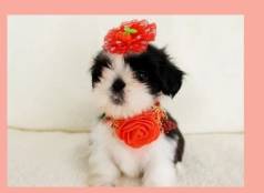 Filhote De Shih Tzu Machinho Disponvel