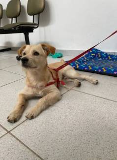 Cachorro Caramelo