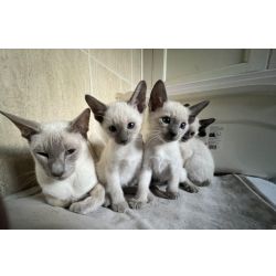 Gatinhos siameses disponveis