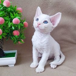 Gatinhos Devon Rex prontos agora