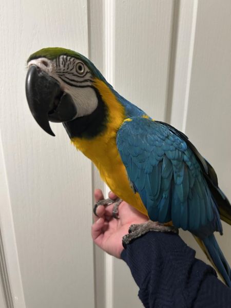 Papagaios-arara-azul e dourada testados com ADN