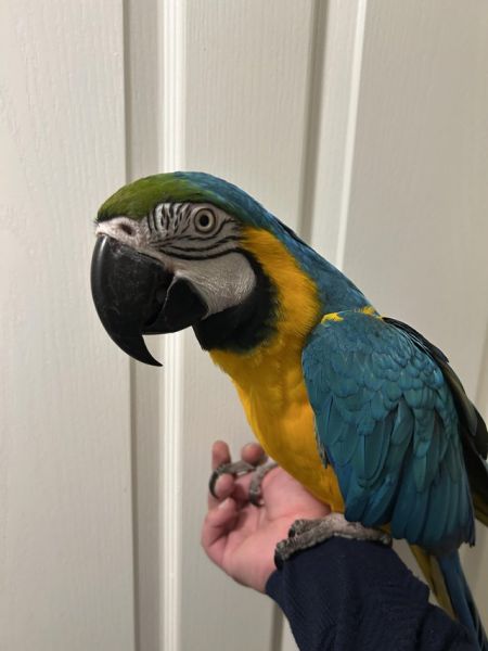 Papagaios-arara-azul e dourada testados com ADN