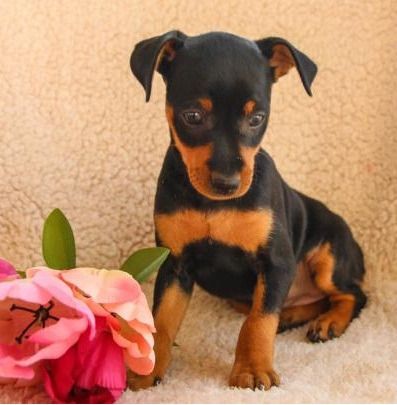 Cachorros Pinscher Miniatura disponveis