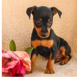 Cachorros Pinscher Miniatura disponveis