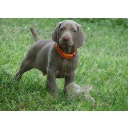 Cachorros Weimaraner prontos