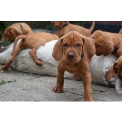 Cachorros Vizsla prontos