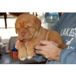Cachorros Dogue de Bordus com grandes personalidades