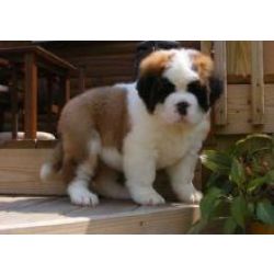 Cachorros So Bernardo com grandes personalidades
