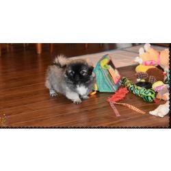 Cachorros de Pequins