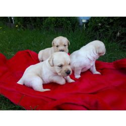 Cachorros Labrador Retriever