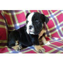 Cachorros Bulldog Ingls Tricolor