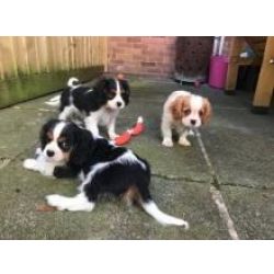 Cachorros Cavalier King Charles
