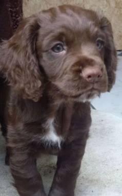 Cocker Spaniel Ingls