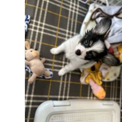 Papillon para venda