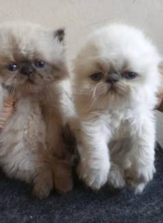 Lindos  Filhotes De Gato Persa