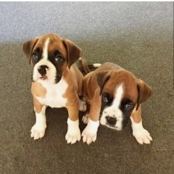 Filhotes de Boxer