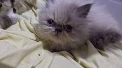 Persa Himalaio Padro Show