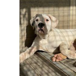 Dogo Argentino Cachorro