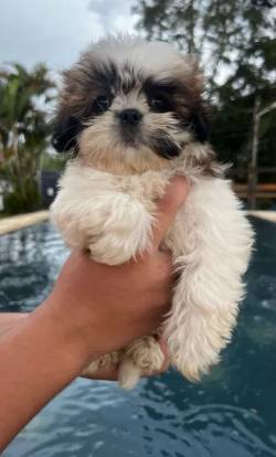 Shih Tzu  Venda: Cachorros Fofos E Carinhosos Esperando Por Voc