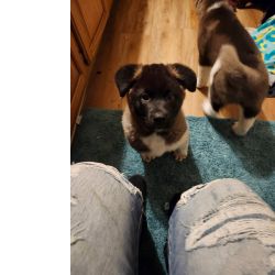 Akita Inu