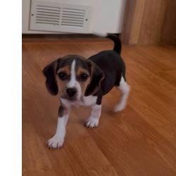 Beagle Tricolor