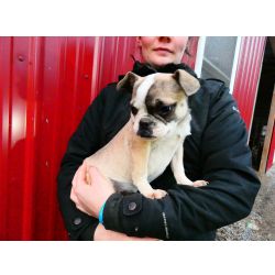 Bulldog Francs