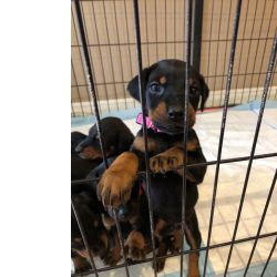 Ninhada Doberman