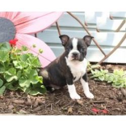 Machos e fmeas cachorros Boston Terrier disponveis