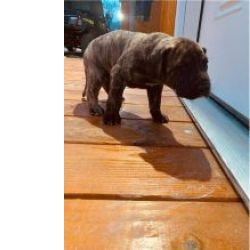 Lindos cachorrinhos Dogue Alemo