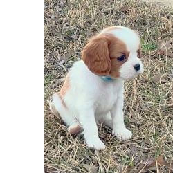 Cavalier King Charles Spaniel